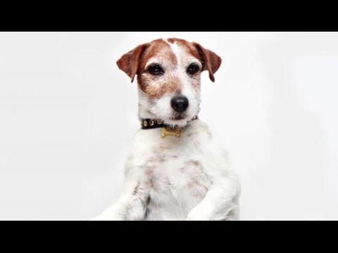 VIDEO : Uggie, le chien de The Artist est mort