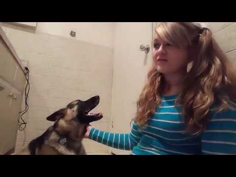 relations sexuelles avec chien pulsion sexuelle relations sexuelles avec chien pulsion sexuelle