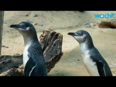 VIDEO : Zoo Names New Penguin After David Bowie