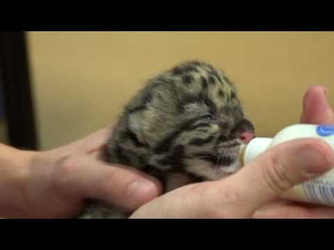 Tampa's Lowry Park Zoo welcomes two 'rare' baby snow leopards