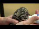 Tampa's Lowry Park Zoo welcomes two 'rare' baby snow leopards