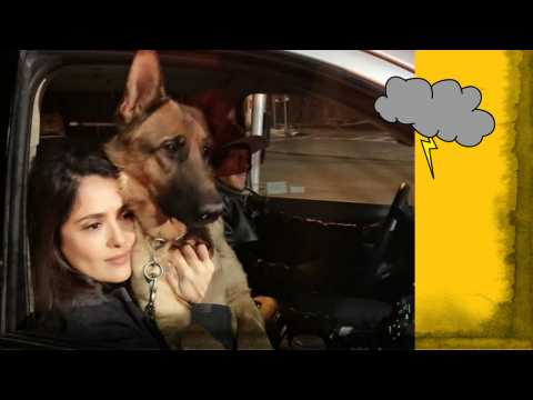 VIDEO : Salma Hayek : Son chien tué par balles...