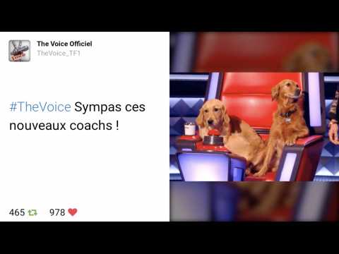 VIDEO : ZAP Tweets : Mika fait venir ses deux chiens dans The Voice !