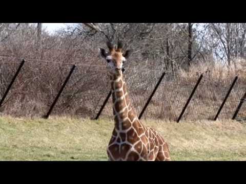 Adorable giraffe calf makes public debut at Indianapolis Zoo