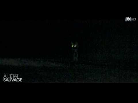 VIDEO : Micha�l Youn � l'�tat sauvage ! Zapping People du 29/06/2016 par lezapping