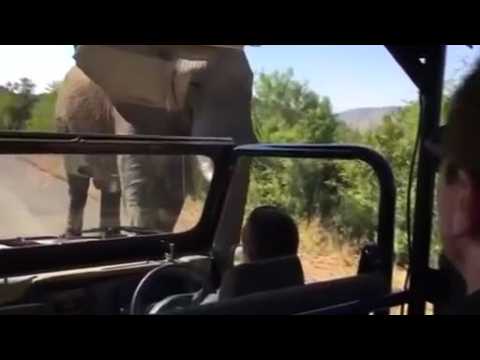 Movie star Schwarzenegger charged by elephant