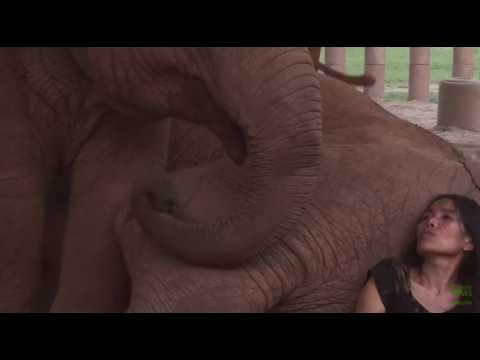 VIDEO : Trop chou ! Cet lphant s'endort quand elle lui chante une berceuse !