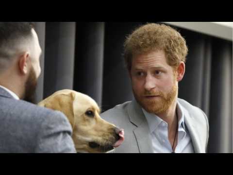 VIDEO : Dog Naps During Prince Harry Speech