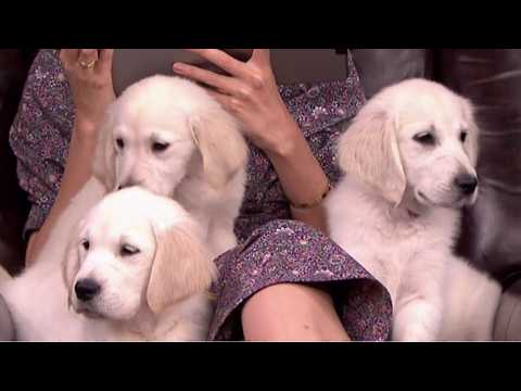 VIDEO : Jimmy Fallon Uses Puppies to Predict NCAA Championship and Quiz Katie Holmes