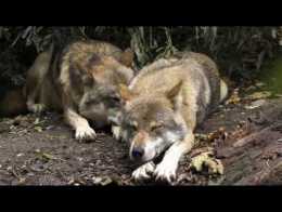 Organizaciones ecologistas renuncian al Comité Consultivo del Plan de Gestión del Lobo de Asturias