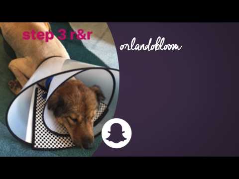 VIDEO : Orlando Bloom sauve un chien abandonné !