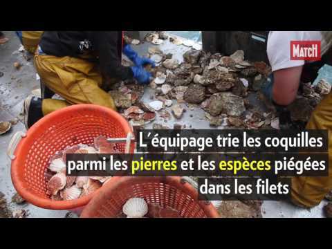 VIDEO : Coquilles Saint-Jacques, d?o viennent-elles ?