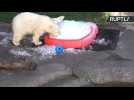 Adorable Polar Bear Cub Takes Ice Bath at Oregon Zoo