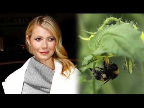 VIDEO : Gwyneth Paltrow has been Stung by Bees for Beauty