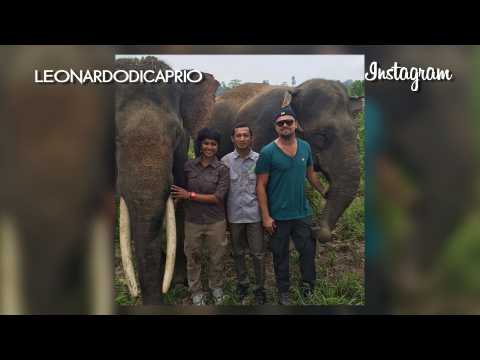 VIDEO : Leonardo DiCaprio poses with elephants after secret mission to Indonesia