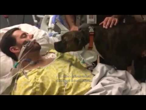 VIDEO : Ce chien fait un adieu mouvant  son matre...