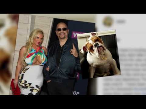 VIDEO : Coco et Ice T ont perdu leur chien Spartacus