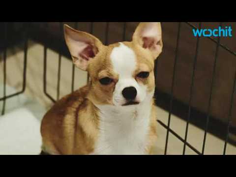 VIDEO : Anna Faris' Adopted Dog Found Wandering LA Streets