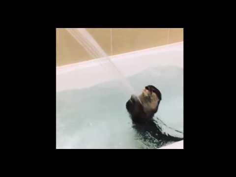 VIDEO : Cette petite loutre qui prend un bain va vous faire fondre de bonheur !