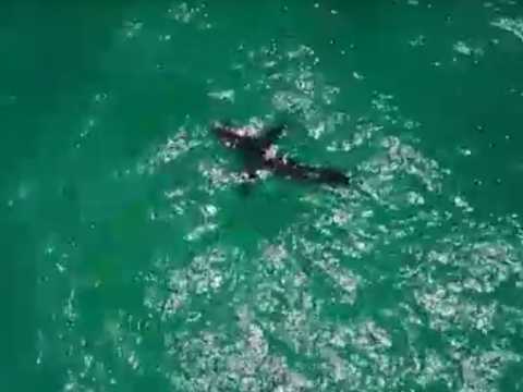 VIDEO : Public Buzz : Quand une kitesurfeuse croise un requin blanc...