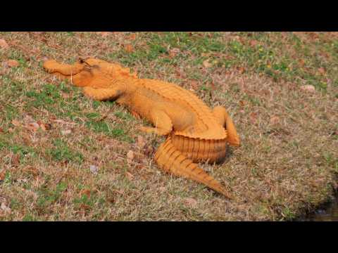 VIDEO : An Orange Alligator Named After President Donald Trump