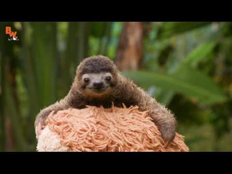 VIDEO : Le petit paresseux B-Rad devient la mascotte du Web...