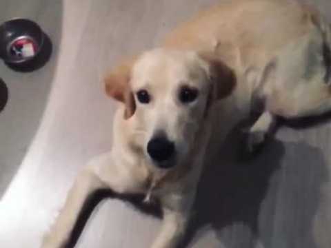 VIDEO : Rayane Bensetti fait jouer la comdie  son chien !