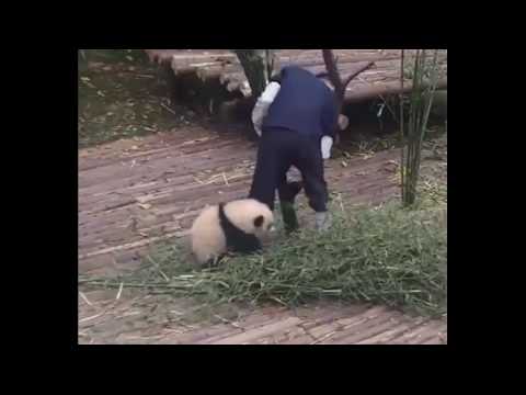 VIDEO : Ce bb panda est vraiment trop chou avec son soigneur !