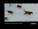Une bande de tigres chassent et terrassent un drone ! (Vidéo)