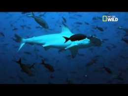 rencontre avec un requin tigre