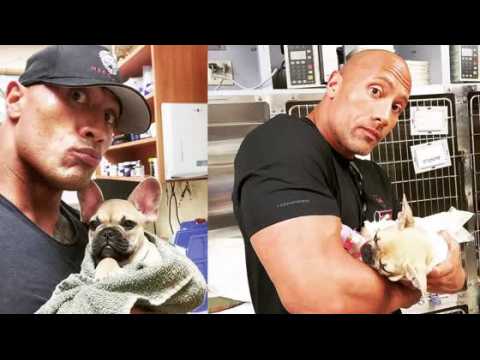VIDEO : Dwayne 'The Rock' Johnson's Puppy Dies From Eating Toxic Mushroom
