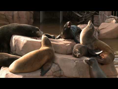 billet marineland rencontre avec les dauphins