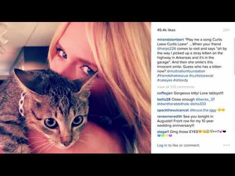 VIDEO : Miranda Lambert Adopts a New Kitten