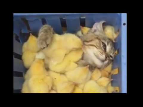 VIDEO : Ce chat et ces poussins sont trop mignons !