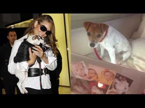 VIDEO : Mariah Carey's Two Dogs Only Fly First Class