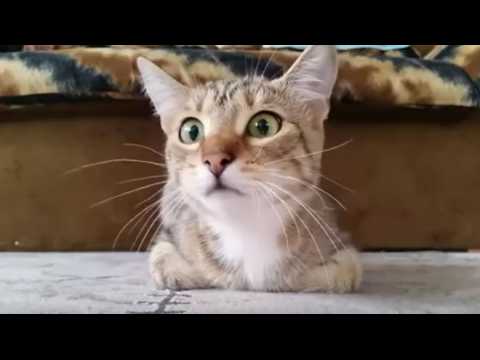 VIDEO : Ce chat effray devant un film d'horreur fait le buzz !