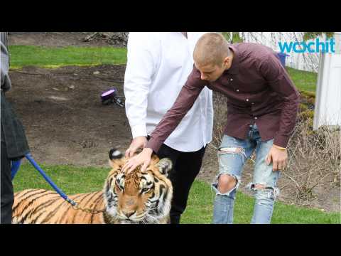 VIDEO : PETA Mad at Justin Bieber for Posing With a Chained Tiger