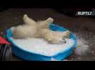 Watch This Cute Baby Polar Bear Playing in Ice to Assist Climate Scientists