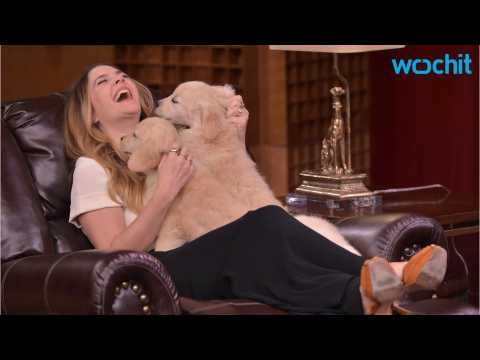 VIDEO : Drew Barrymore Plays Fuzzy Segment of Puppardy With Jimmy Fallon