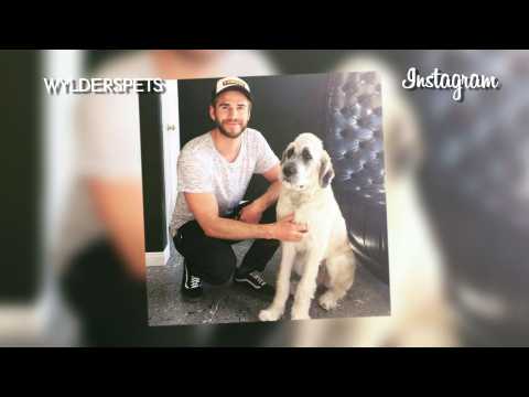VIDEO : Miley Cyrus adopts a dog for ex-fiance Liam Hemsworth