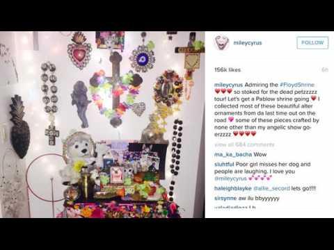 VIDEO : Miley Cyrus Shows Off Shrine to Late Dog Floyd