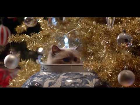 VIDEO : Des sapins, des dcorations de Nol... et des chats ! Gare aux dgts !