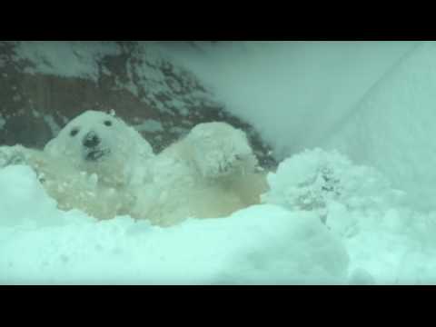VIDEO : Ces animaux d'un zoo amricain s'clatent dans la neige !