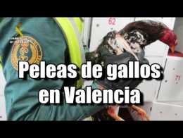 Maltrato animal Valencia: La Guardia Civil procede contra 28 personas implicadas en peleas de gallos