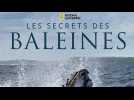 Les secrets des baleines : Le coup de coeur de Télé7