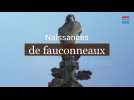 Naissances de fauconneaux à la cathédrale de Reims