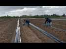 Raimbeaucourt : la campagne de l'asperge débute lentement