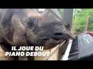 Ce rhinocéros sait jouer du piano (mais il a encore quelques progrès à faire)