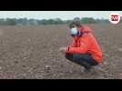 Les choucas : les bêtes noires des agriculteurs...