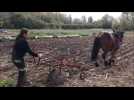 Steenvoorde: le travail des champs réalisé à l'ancienne, grâce à Marie Peltier qui mène son cheval au cordeau